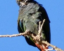 Pionus senilis