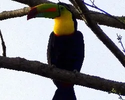 Ramphastos sulfuratus