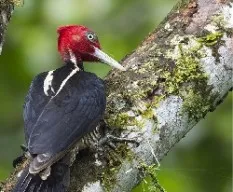 Campephilus guatemalensis