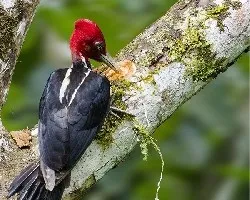 Campephilus guatemalensis