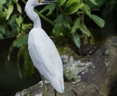 Egretta thula