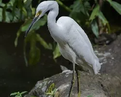 Egretta thula