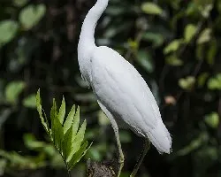 Egretta thula