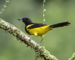 Icterus prosthemelas