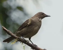 Turdus plebejus