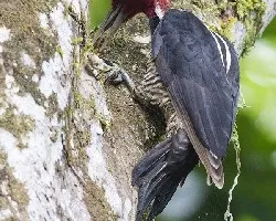 Campephilus guatemalensis