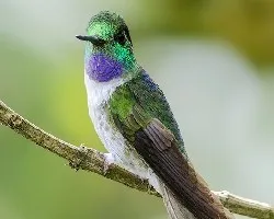 Lampornis hemileucus