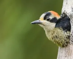Melanerpes pucherani