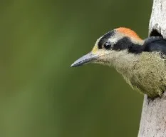 Melanerpes pucherani