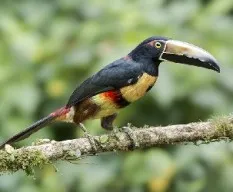 Pteroglossus torquatus