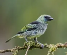 Tangara larvata