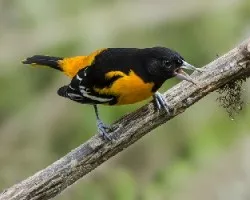 Icterus galbula
