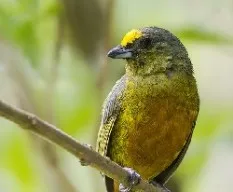 Euphonia gouldi