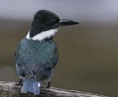 Chloroceryle amazona