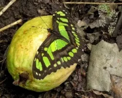 Siproeta stelenes biplagiata