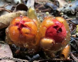 Cápsulas gelatinosas