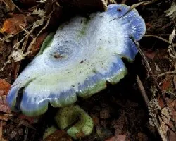 Lactarius indigo