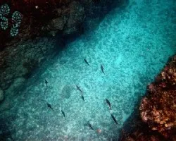 Callejones submarinos