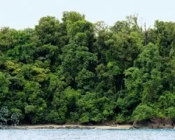 Verdor en el pacífico