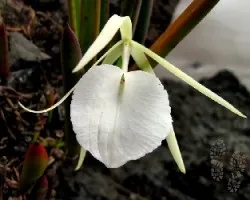 Brassavola tuberculata 