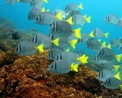 Prionurus laticlavius