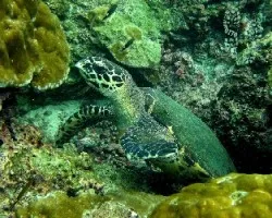 Eretmochelys imbricata
