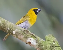 Caryothraustes poliogaster