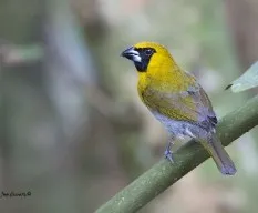 Caryothraustes poliogaster