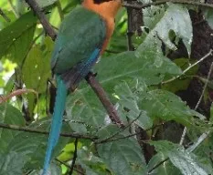 Baryphthengus martii