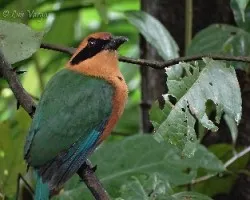 Baryphthengus martii