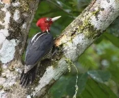 Campephilus guatemalensis