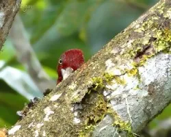 Campephilus guatemalensis