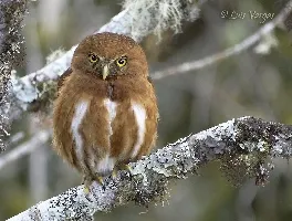 Glaucidium costaricanum