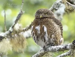 Glaucidium costaricanum