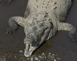 Crocodylus acutus