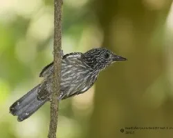 Thamnophilus bridgesi