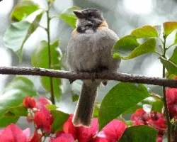 Zonotrichia capensis