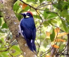 Melanerpes formicivorus