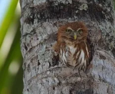 Glaucidium brasilianum