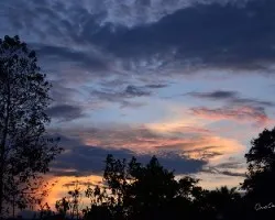 Ãrboles al atardecer