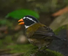 Arremon aurantiirostris