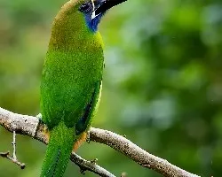 Aulacorhynchus prasinus