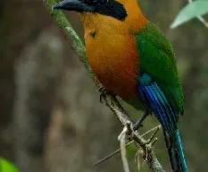 Baryphthengus martii