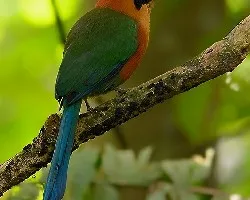 Baryphthengus martii