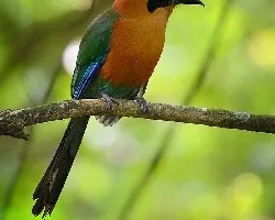 Baryphthengus martii