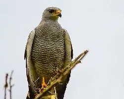 Buteo nitidus