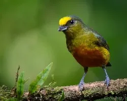 Euphonia gouldi