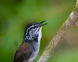 Henicorhina leucosticta