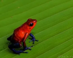 Oophaga pumilio