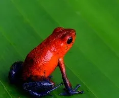 Oophaga pumilio